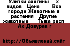 Улитки ахатины  2-х видов › Цена ­ 0 - Все города Животные и растения » Другие животные   . Тыва респ.,Ак-Довурак г.